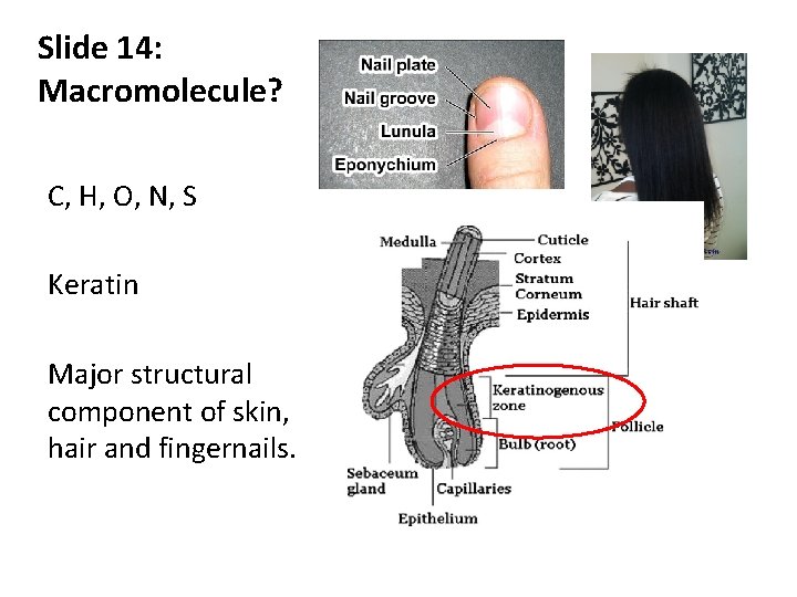 Slide 14: Macromolecule? C, H, O, N, S Keratin Major structural component of skin,