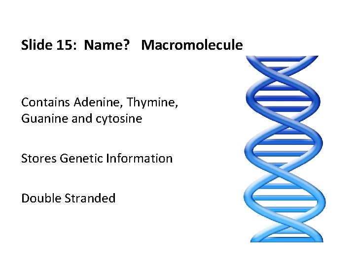 Slide 15: Name? Macromolecule Contains Adenine, Thymine, Guanine and cytosine Stores Genetic Information Double