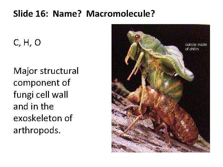 Slide 16: Name? Macromolecule? C, H, O Major structural component of fungi cell wall