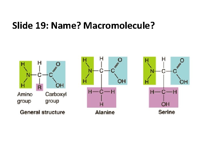 Slide 19: Name? Macromolecule? 