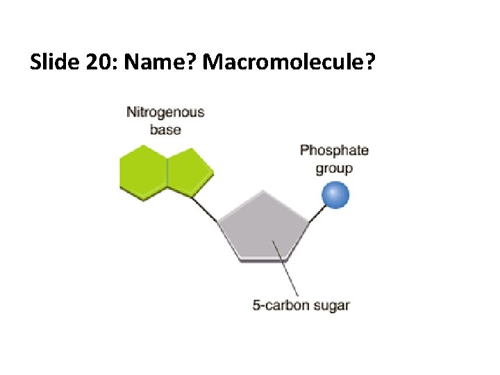 Slide 20: Name? Macromolecule? 