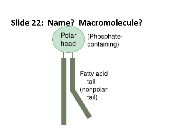 Slide 22: Name? Macromolecule? 
