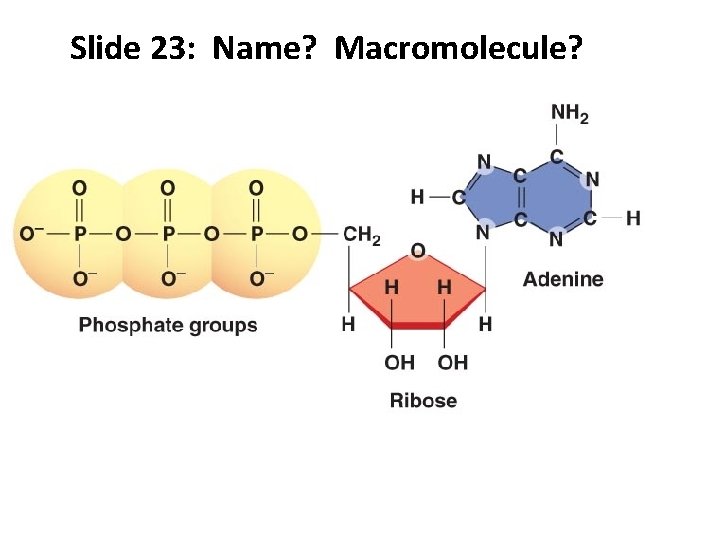 Slide 23: Name? Macromolecule? 