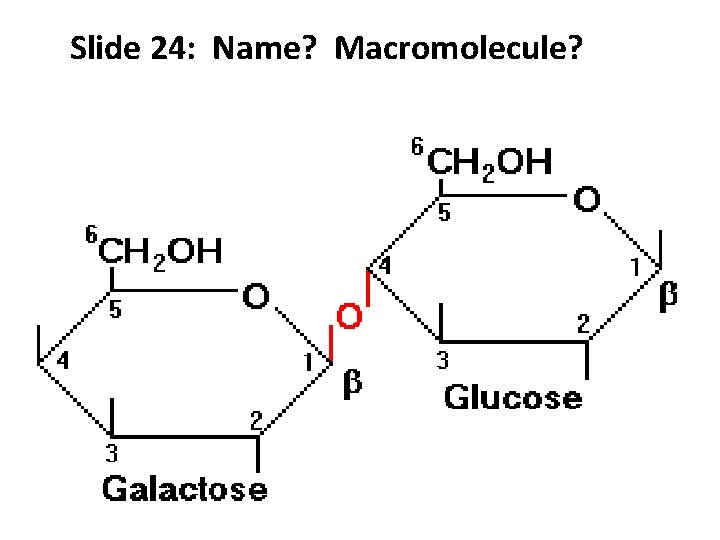 Slide 24: Name? Macromolecule? 