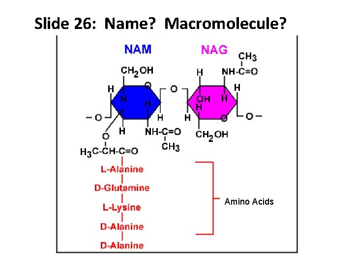 Slide 26: Name? Macromolecule? Amino Acids 