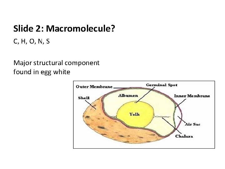 Slide 2: Macromolecule? C, H, O, N, S Major structural component found in egg