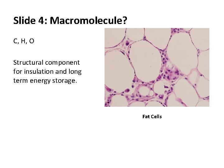 Slide 4: Macromolecule? C, H, O Structural component for insulation and long term energy