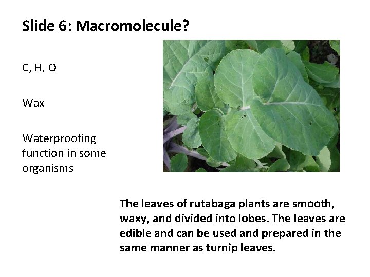 Slide 6: Macromolecule? C, H, O Wax Waterproofing function in some organisms The leaves