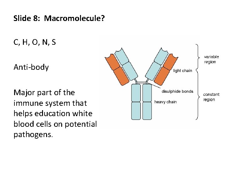 Slide 8: Macromolecule? C, H, O, N, S Anti-body Major part of the immune
