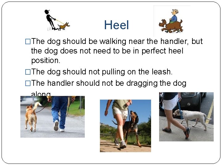 Heel �The dog should be walking near the handler, but the dog does not