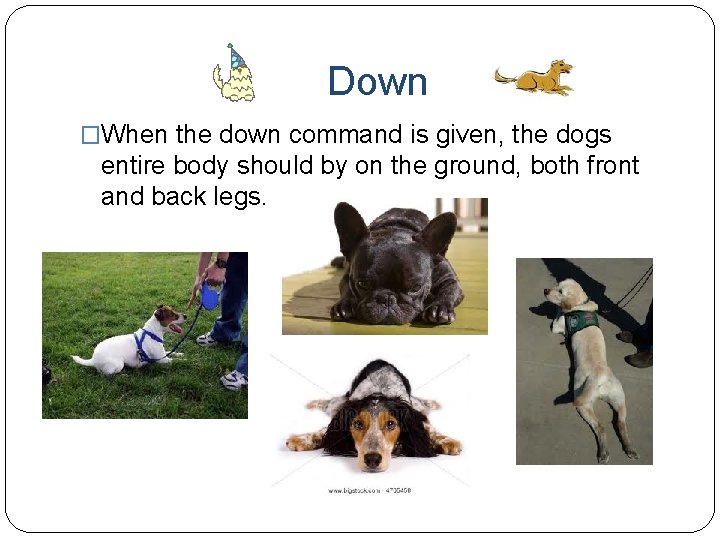 Down �When the down command is given, the dogs entire body should by on