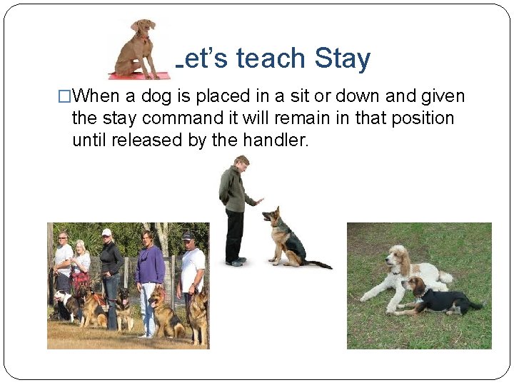 Let’s teach Stay �When a dog is placed in a sit or down and