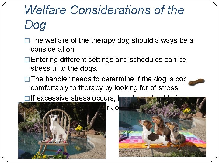 Welfare Considerations of the Dog � The welfare of therapy dog should always be