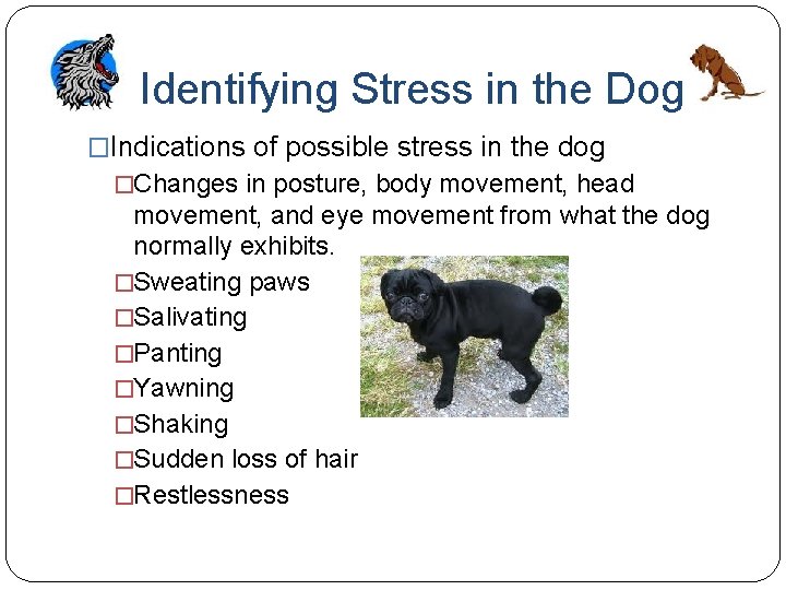 Identifying Stress in the Dog �Indications of possible stress in the dog �Changes in