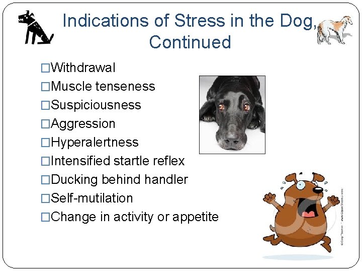 Indications of Stress in the Dog, Continued �Withdrawal �Muscle tenseness �Suspiciousness �Aggression �Hyperalertness �Intensified