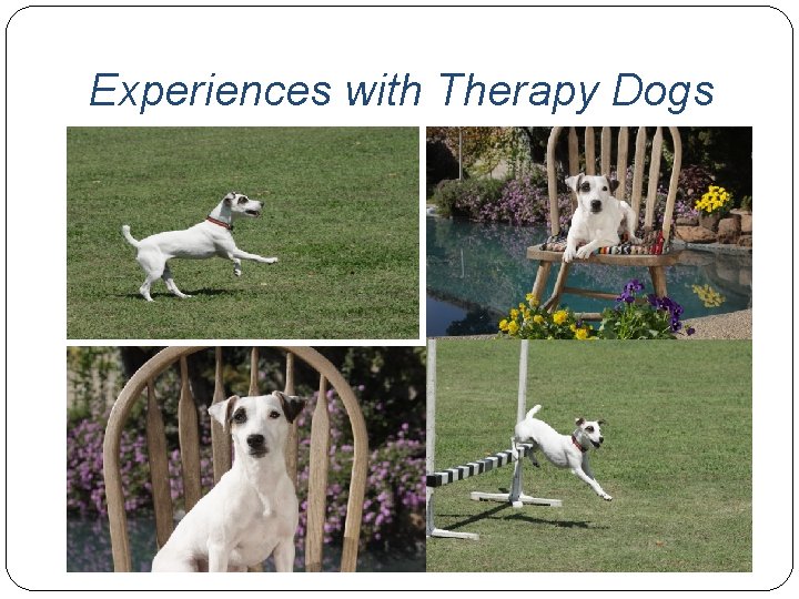 Experiences with Therapy Dogs 