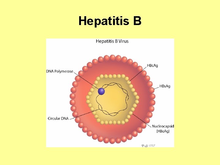 Hepatitis B 