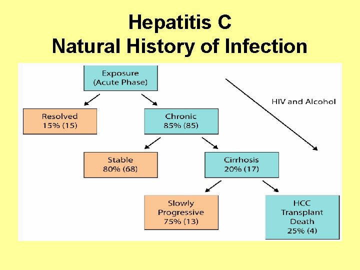 Hepatitis C Natural History of Infection 