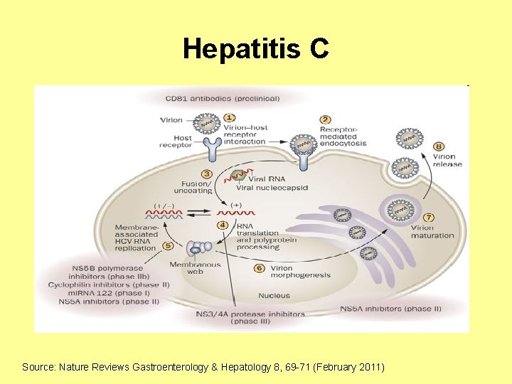 Hepatitis C Source: Nature Reviews Gastroenterology & Hepatology 8, 69 -71 (February 2011) 
