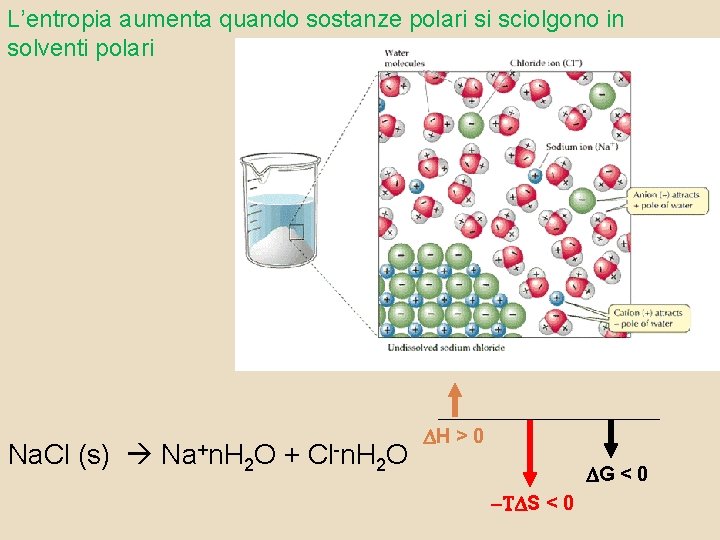 L’entropia aumenta quando sostanze polari si sciolgono in solventi polari Na. Cl (s) Na+n.