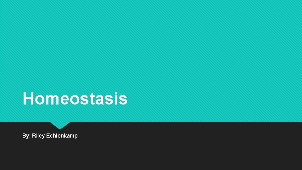 Homeostasis By: Riley Echtenkamp 