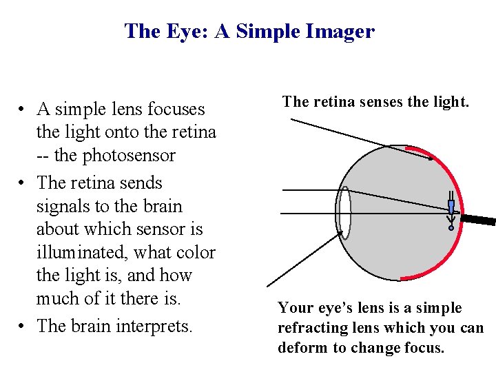 The Eye: A Simple Imager • A simple lens focuses the light onto the