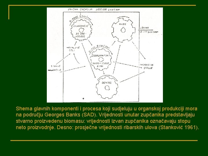 Shema glavnih komponenti i procesa koji sudjeluju u organskoj produkciji mora na području Georges