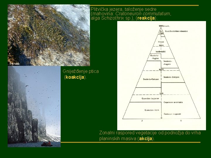 Plitvička jezera, taloženje sedre (mahovina: Cratoneuron commutatum, alga Schizothrix sp. ), (reakcija). Gniježđenje ptica