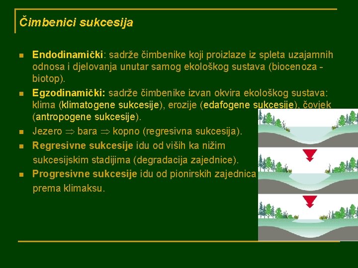 Čimbenici sukcesija n n n Endodinamički: sadrže čimbenike koji proizlaze iz spleta uzajamnih odnosa