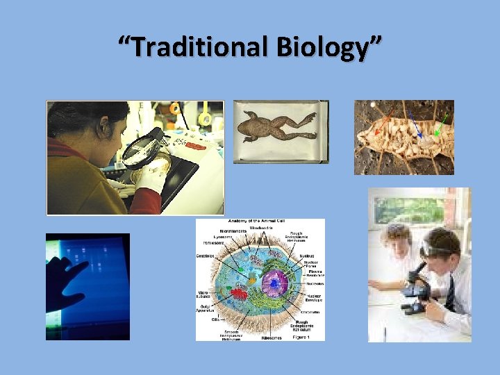 “Traditional Biology” 