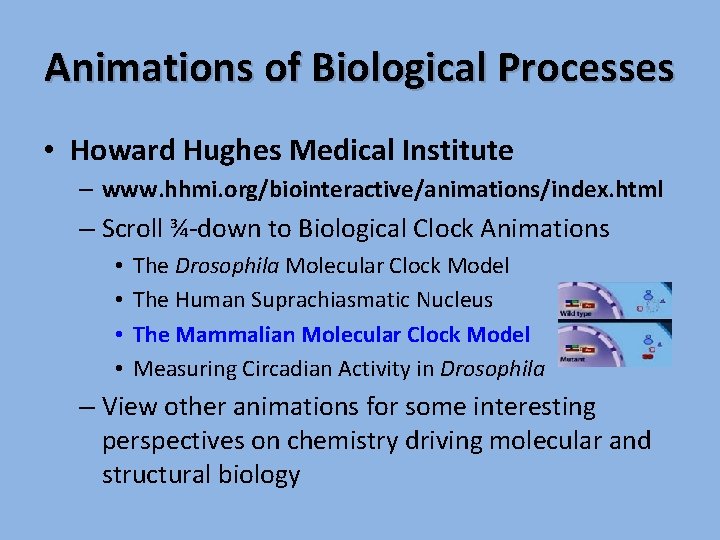 Animations of Biological Processes • Howard Hughes Medical Institute – www. hhmi. org/biointeractive/animations/index. html