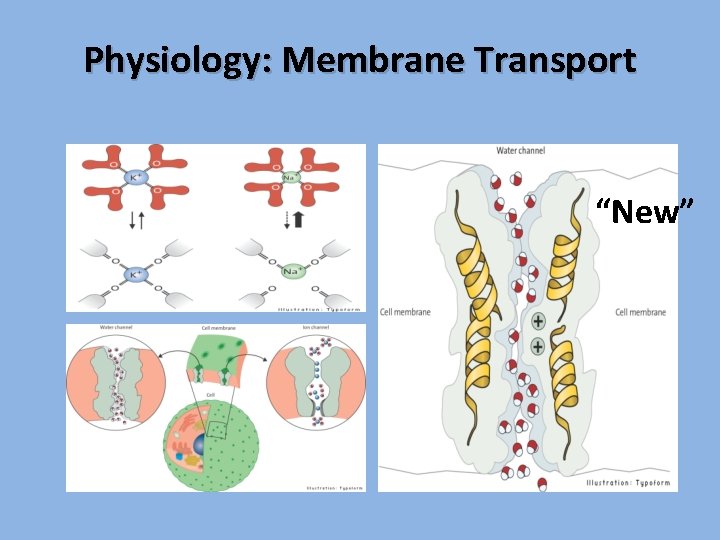 Physiology: Membrane Transport “New” 