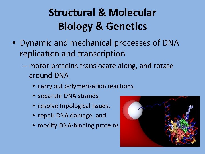 Structural & Molecular Biology & Genetics • Dynamic and mechanical processes of DNA replication