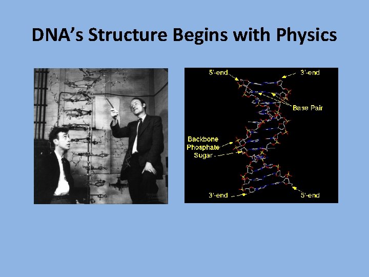 DNA’s Structure Begins with Physics 