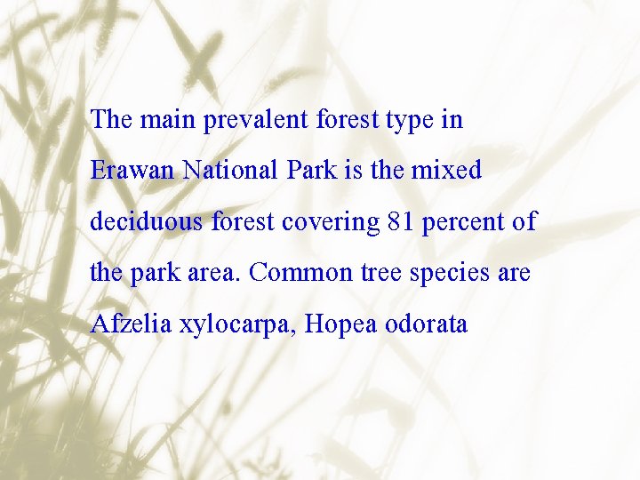 The main prevalent forest type in Erawan National Park is the mixed deciduous forest