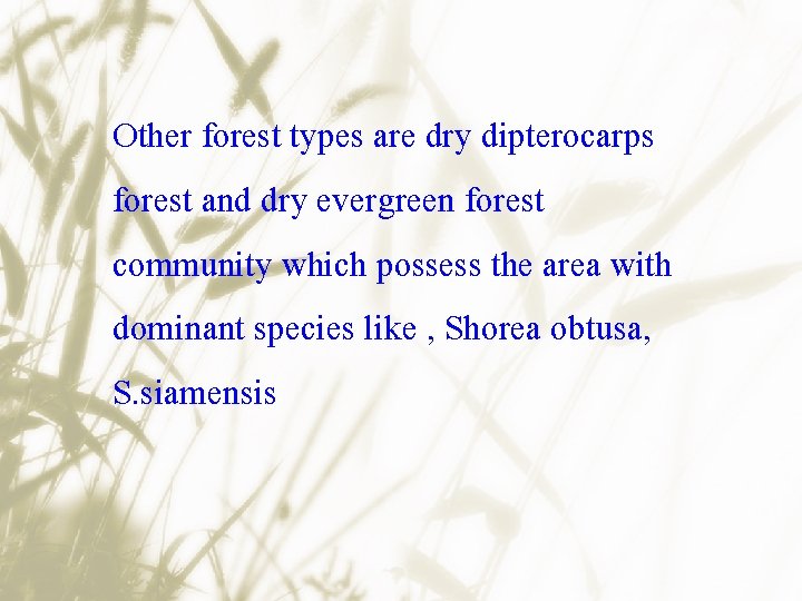 Other forest types are dry dipterocarps forest and dry evergreen forest community which possess