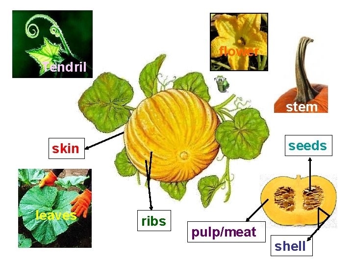 flower Tendril stem seeds skin leaves ribs pulp/meat shell flower Tendril stem seeds skin leaves ribs pulp/meat shell