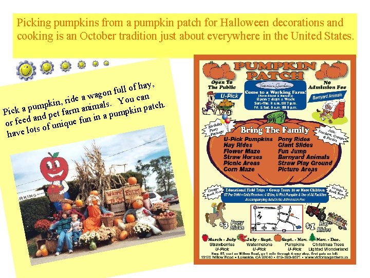 Picking pumpkins from a pumpkin patch for Halloween decorations and cooking is an October Picking pumpkins from a pumpkin patch for Halloween decorations and cooking is an October