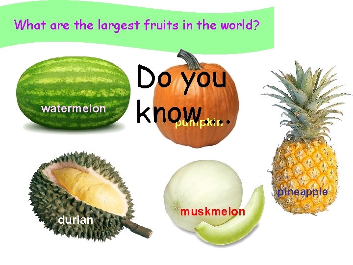 What are the largest fruits in the world? watermelon Do you know. . pumpkin What are the largest fruits in the world? watermelon Do you know. . pumpkin
