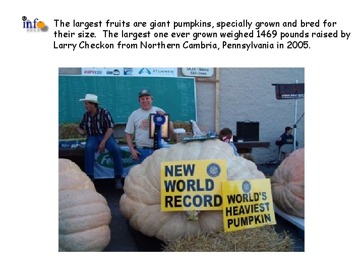 The largest fruits are giant pumpkins, specially grown and bred for their size. The The largest fruits are giant pumpkins, specially grown and bred for their size. The