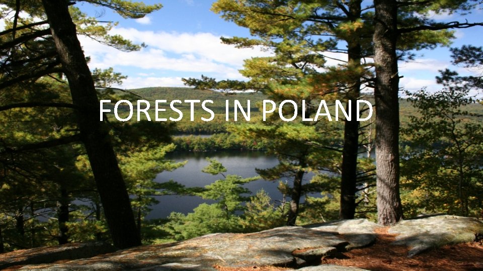 FORESTS IN POLAND FORESTS IN POLAND