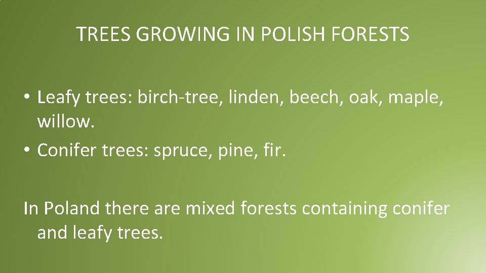 TREES GROWING IN POLISH FORESTS • Leafy trees: birch-tree, linden, beech, oak, maple, willow. TREES GROWING IN POLISH FORESTS • Leafy trees: birch-tree, linden, beech, oak, maple, willow.