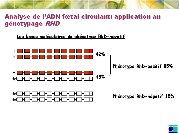 Analyse de l’ADN fœtal circulant: application au génotypage RHD Les bases moléculaires du phénotype Analyse de l’ADN fœtal circulant: application au génotypage RHD Les bases moléculaires du phénotype