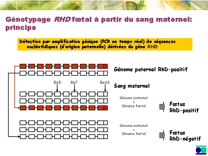 Génotypage RHD fœtal à partir du sang maternel: principe Détection par amplification génique (PCR Génotypage RHD fœtal à partir du sang maternel: principe Détection par amplification génique (PCR