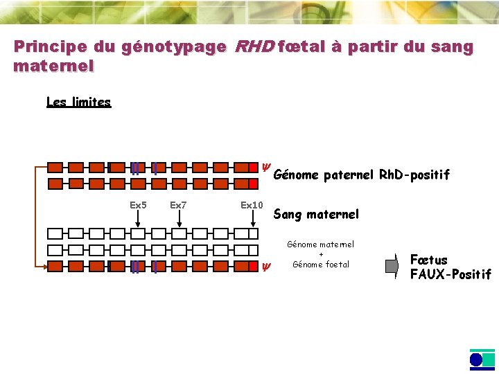 Principe du génotypage RHD fœtal à partir du sang maternel Les limites Ex 5 Principe du génotypage RHD fœtal à partir du sang maternel Les limites Ex 5