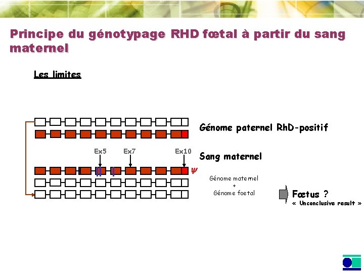Principe du génotypage RHD fœtal à partir du sang maternel Les limites Génome paternel Principe du génotypage RHD fœtal à partir du sang maternel Les limites Génome paternel