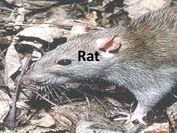 Rat 