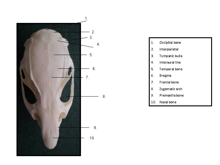 1. 2. 3. 4. 5. 6. 7. 8. 1. Occipital bone 2. Interparietal 3.