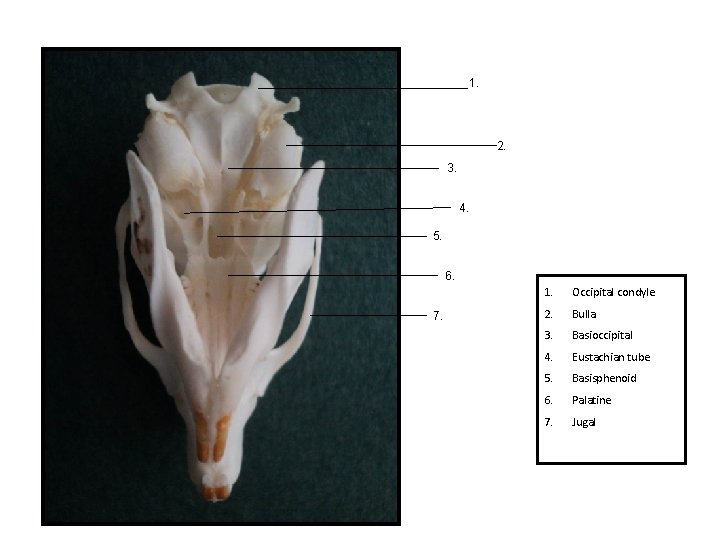 1. 2. 3. 4. 5. 6. 7. 1. Occipital condyle 2. Bulla 3. Basioccipital