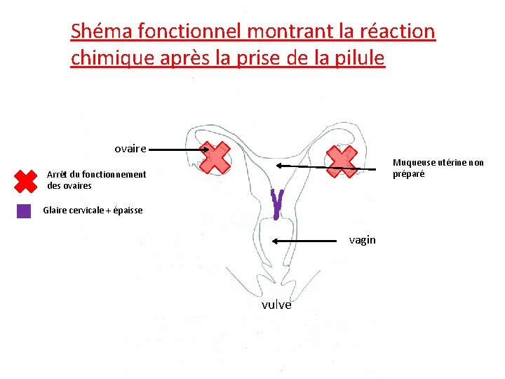 Shéma fonctionnel montrant la réaction chimique après la prise de la pilule ovaire Muqueuse